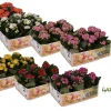 Kalanchoë Gardenlina 6-pack
