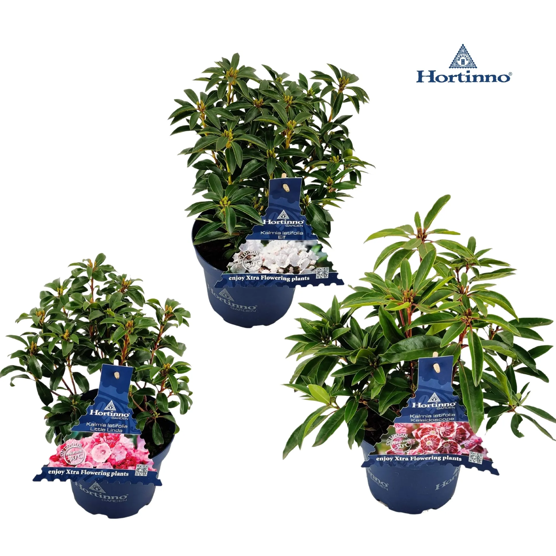 Kalmia latifolia ( Berglaurier of de breedbladige lepelstruik )