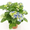 Kamerhortensia