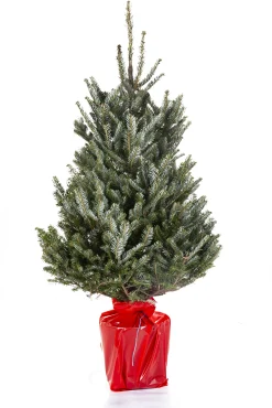 Kerstboom Abies Fraseri