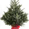 Kerstboom Abies Nordman in pot 100-125 cm