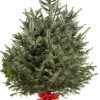 Kerstboom Abies Nordmann in pot 150-175 cm