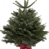 Kerstboom Abies Nordmann in pot 125-150 cm