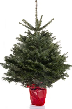 Kerstboom Abies Nordmann in pot 125-150 cm