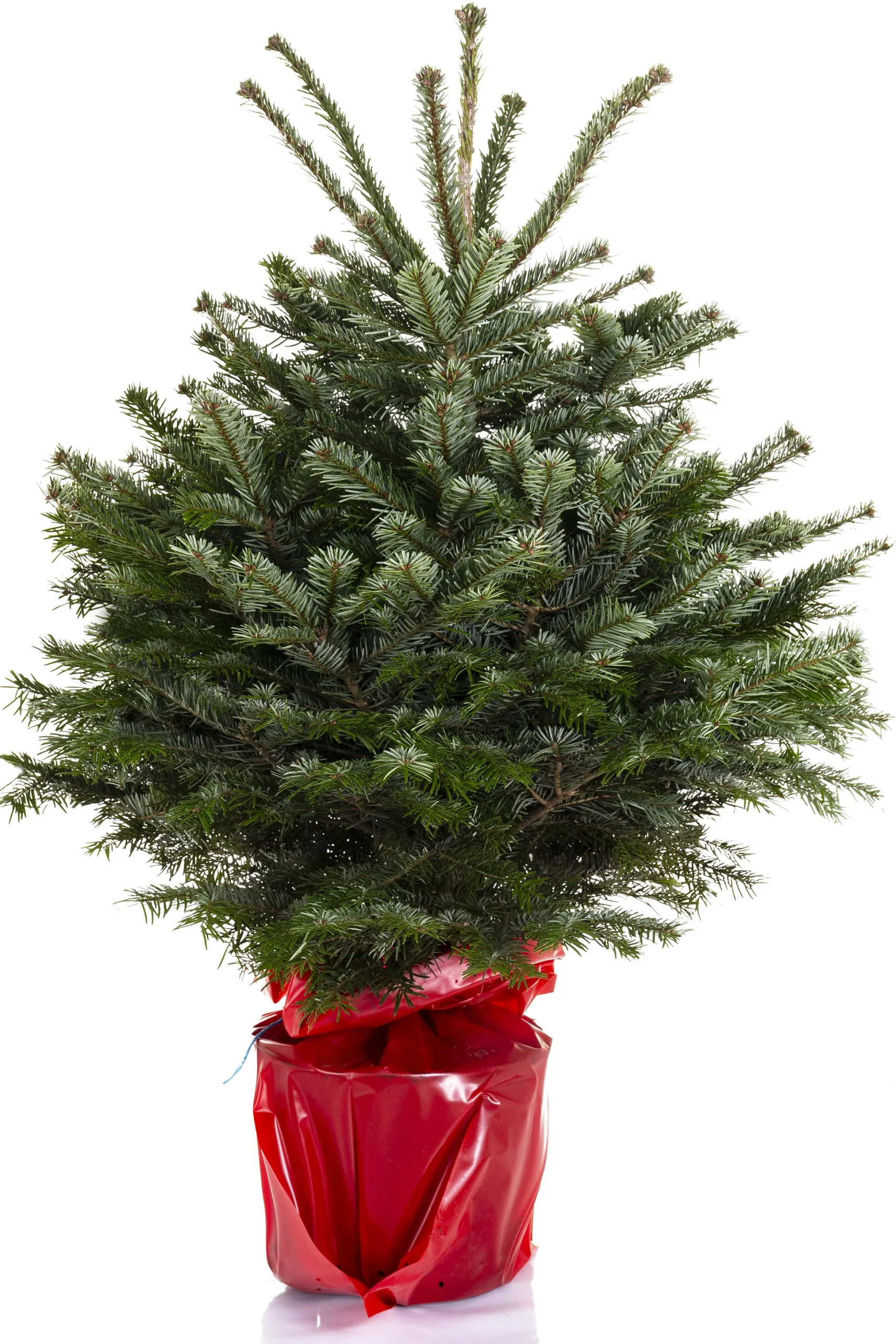 Kerstboom Abies Nordmann in pot 80-100 cm