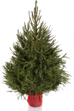 Kerstboom Picea abies in pot (Fijnspar)