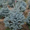 Kerstboom Picea pungens (Blauwspar)