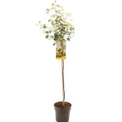 Kweepeer cydonia oblonga peervorm halfstam