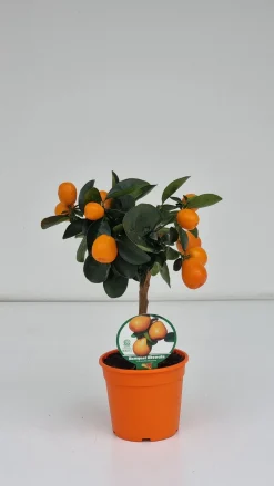 Mini citrusboom p20 h70-80