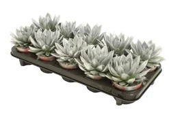 Miranda coloured silver