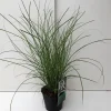 Miscanthus sinensis Gracillimus ( Scherpgroen )