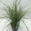 Miscanthus sinensis Little Zebra ( Prachtriet )