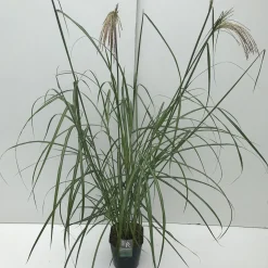 Miscanthus sinensis Malepartus ( Prachtriet )