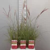 Miscanthus sinensis red chief