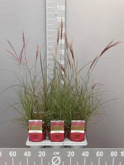 Miscanthus sinensis red chief