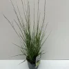 Molinia caerulea Moorhexe ( Pijpenstrootje )