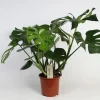 Monstera (Gatenplant)