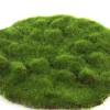 Mosschijf marchantiophyta m