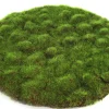 Mosschijf marchantiophyta l