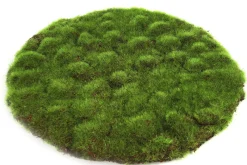 Mosschijf marchantiophyta l