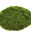 Mosschijf marchantiophyta s