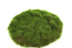 Mosschijf marchantiophyta s