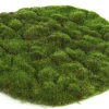 Mosschijf marchantiophyta xl