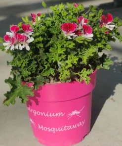 Muggenwerende plant muggenweg p14