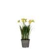 Narcis in gele plastic pot - h26xd8,5cm