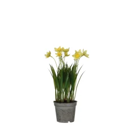 Narcis in gele plastic pot - h26xd8,5cm