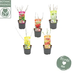 Nature 2 Nature Bird mix