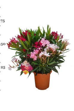 Oleander struik p22 h70