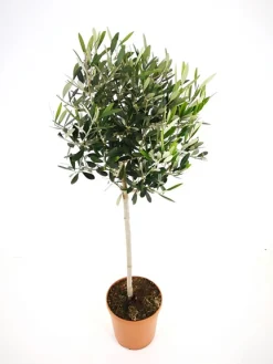 Olijfboom op stam p 23cm h 110cm
