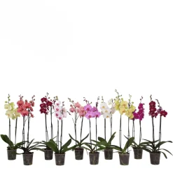 Orchidee 2-tak