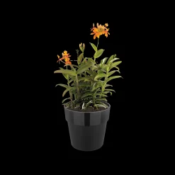 ORIGINAL ROND 25CM LIVING BLACK