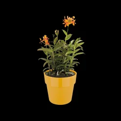 ORIGINAL ROND 25CM OKER