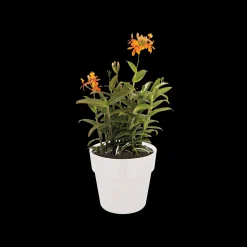 ORIGINAL ROND 22CM WIT