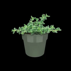 ORIGINAL ROND MINI 7CM BLAD GROEN