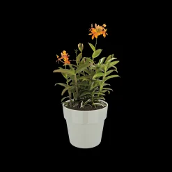 ORIGINAL ROND MINI 7CM WARM GRIJS