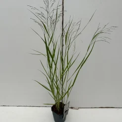 Panicum virgatum Squaw ( Parelgierst )