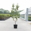 Peer oude boom pyrus communis 2-arm