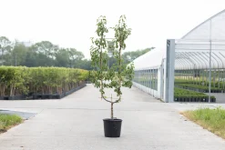 Peer oude boom pyrus communis 2-arm