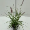 Pennisetum orientale Karley Rose ( Lampepoetser )
