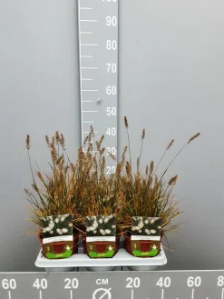 Pennisetumalopecuroïdes little