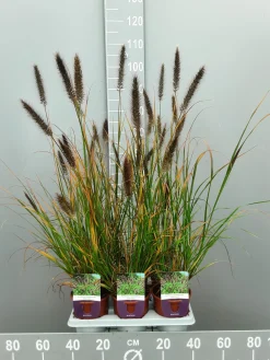 Pennisetumalopecuroïdes virides