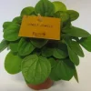 Peperomia Albovittata