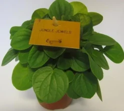 Peperomia Albovittata