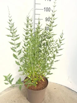 Perovskia Blue Spire ( Blauwspirea )