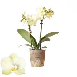 Phalaenopsis 2 tak mexico geel