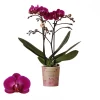 Phalaenopsis 2 tak 'moreli' paars